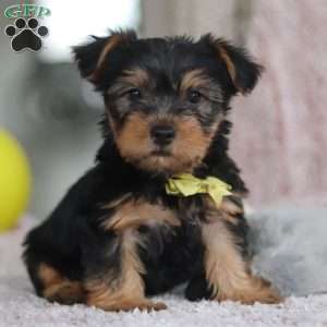 Ronnie, Yorkie-Chon Puppy