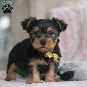 Ronnie, Yorkie-Chon Puppy