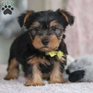 Ronnie, Yorkie-Chon Puppy