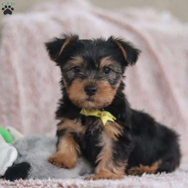 Ronnie, Yorkie-Chon Puppy