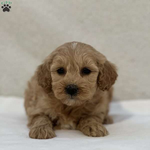 Roo, Mini Goldendoodle Puppy