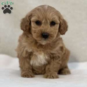 Roo, Mini Goldendoodle Puppy