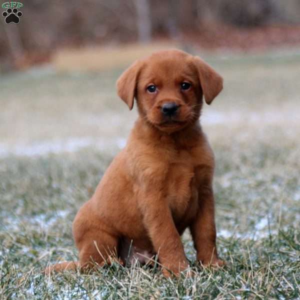 Rookie, Fox Red Labrador Retriever Puppy