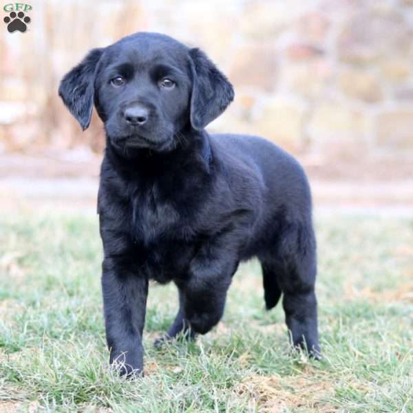 Rookie, Black Labrador Retriever Puppy