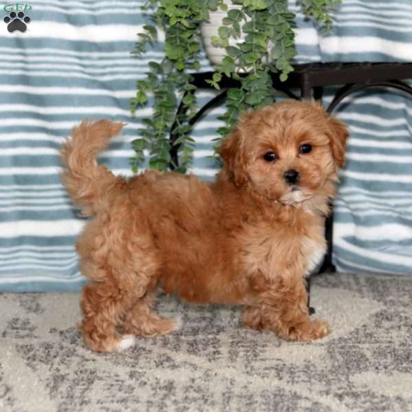 Rookie, Maltipoo Puppy