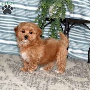 Rookie, Maltipoo Puppy