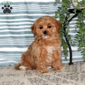 Rookie, Maltipoo Puppy