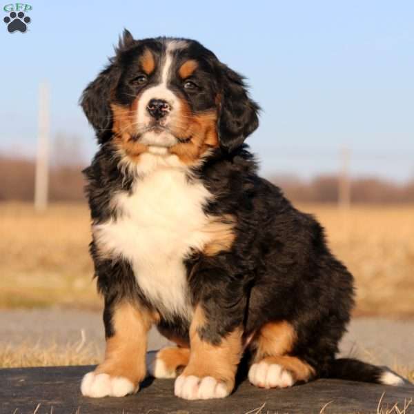 Rootbeer, Bernese Mountain Dog Puppy