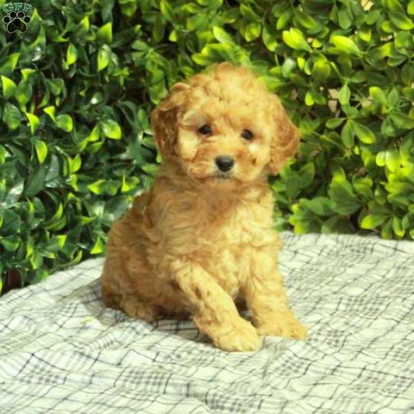 Rory, Mini Goldendoodle Puppy