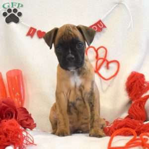 Rosa, Boxer Puppy