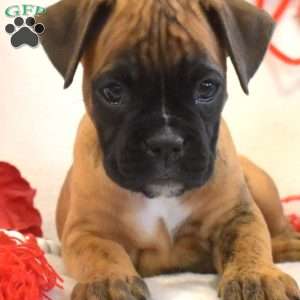 Rosa, Boxer Puppy