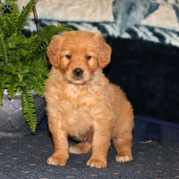 Rosa, Golden Retriever Puppy