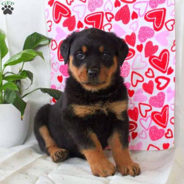 Rosalie, Rottweiler Puppy