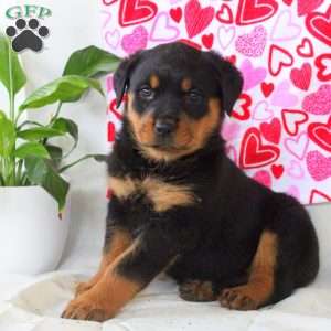 Rosalie, Rottweiler Puppy