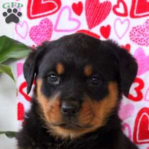 Rosalie, Rottweiler Puppy