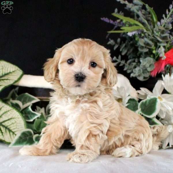 Rosalie, Maltipoo Puppy