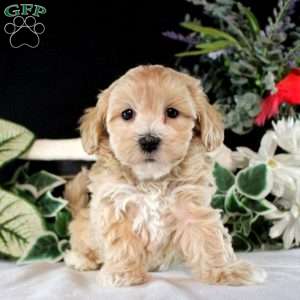 Rosalie, Maltipoo Puppy