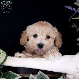 Rosalie, Maltipoo Puppy