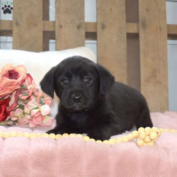 Rose, Labrador Mix Puppy