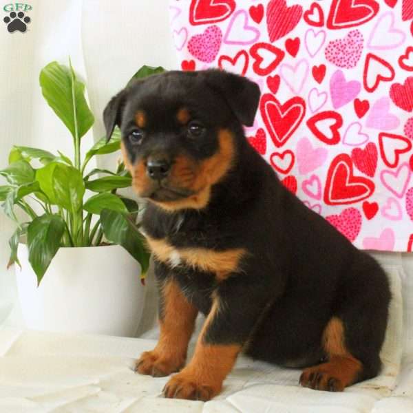 Rose, Rottweiler Puppy