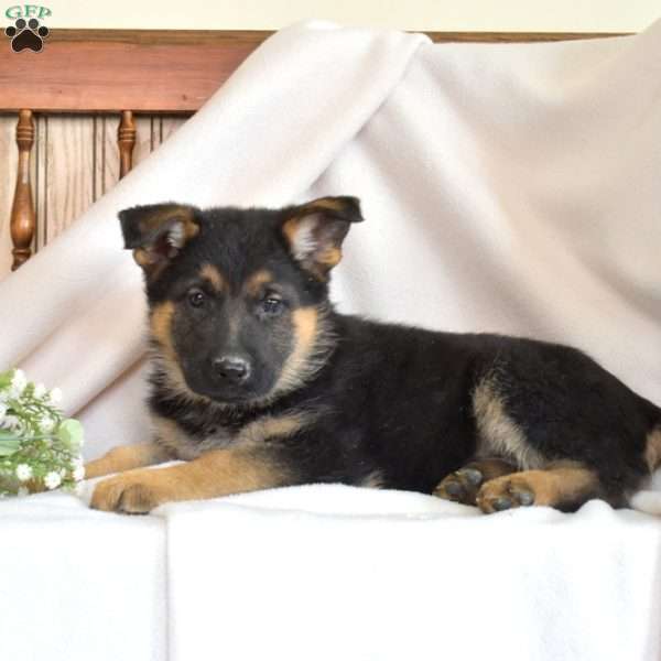 Rose, German Shepherd Puppy