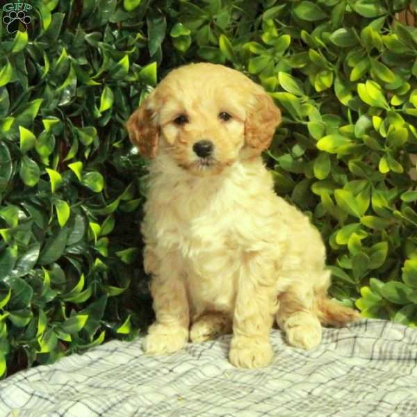 Rose, Mini Goldendoodle Puppy