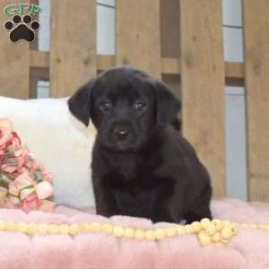 Rose, Labrador Mix Puppy