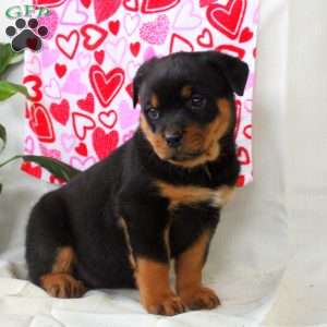 Rose, Rottweiler Puppy