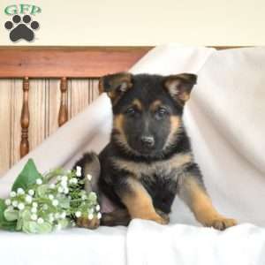 Rose, German Shepherd Puppy