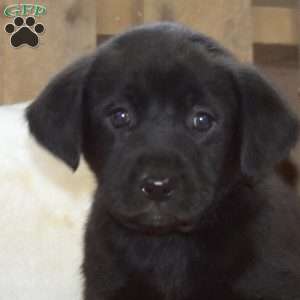 Rose, Labrador Mix Puppy