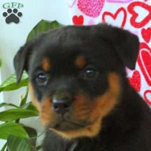 Rose, Rottweiler Puppy