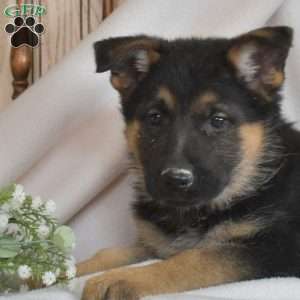 Rose, German Shepherd Puppy