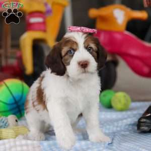 Rosie, Saint Berdoodle Puppy