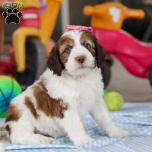 Rosie, Saint Berdoodle Puppy