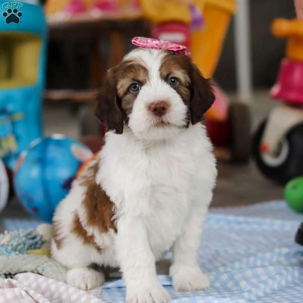 Rosie, Saint Berdoodle Puppy