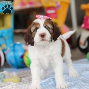 Rosie, Saint Berdoodle Puppy