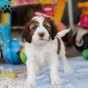 Rosie, Saint Berdoodle Puppy