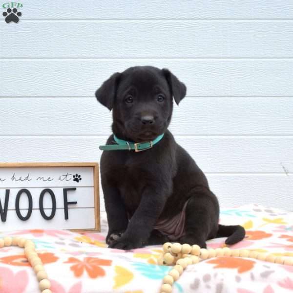 Rosie, Labrador Mix Puppy