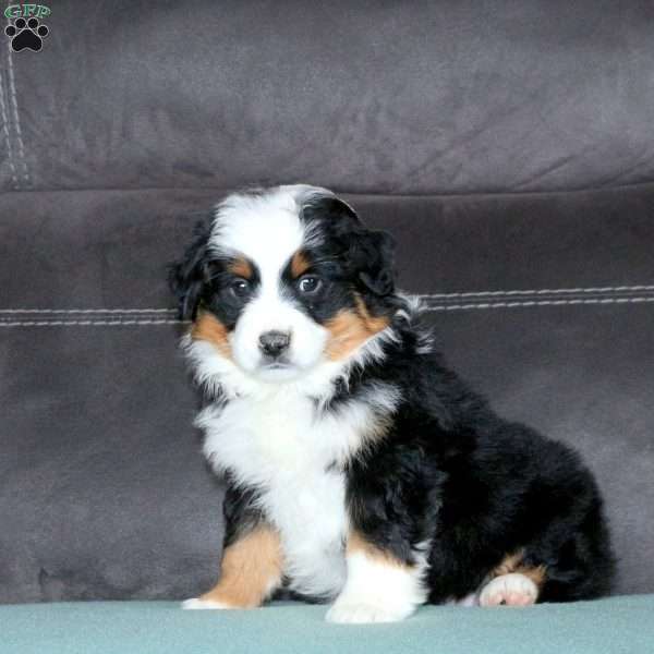 Rosie, Miniature Australian Shepherd Puppy