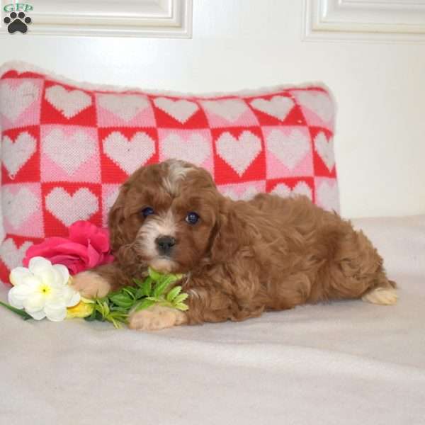 Rosie, Cavapoo Puppy