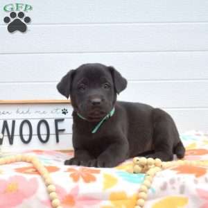 Rosie, Labrador Mix Puppy