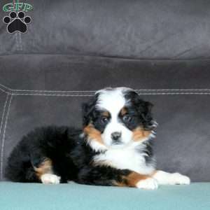 Rosie, Miniature Australian Shepherd Puppy