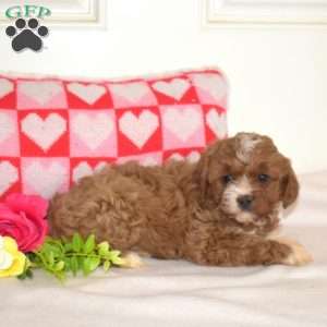 Rosie, Cavapoo Puppy