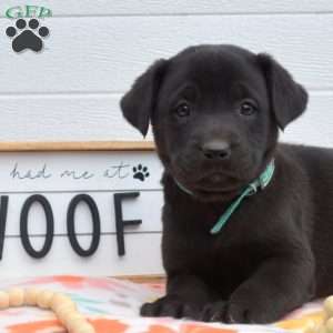 Rosie, Labrador Mix Puppy