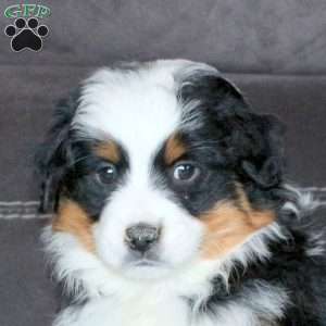 Rosie, Miniature Australian Shepherd Puppy