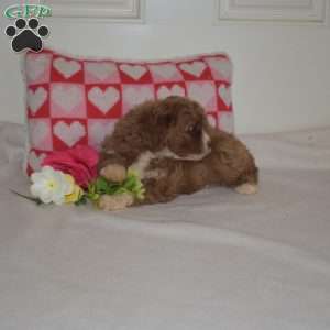 Rosie, Cavapoo Puppy