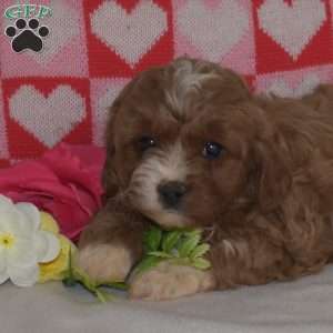 Rosie, Cavapoo Puppy