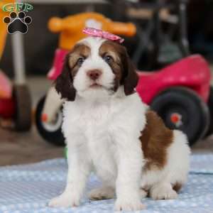 Rosie, Saint Berdoodle Puppy