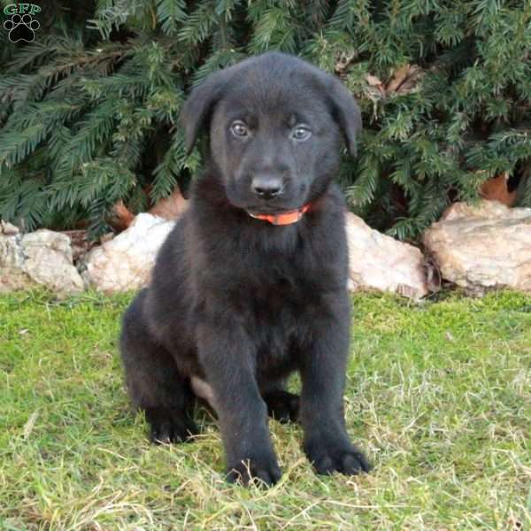 Rover, German Shepherd Mix Puppy