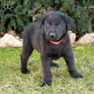 Rover, German Shepherd Mix Puppy